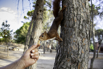 Squirrel eating in the forest