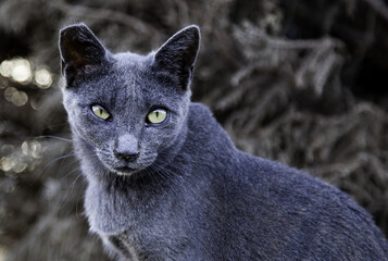 Gray cat on the street