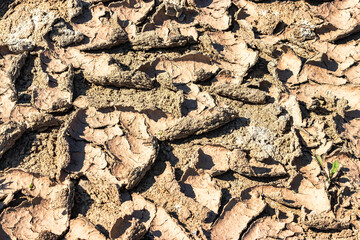 Dried cracked earth soil ground texture background. Lack of fertile soil. Drought. Harvest problems.