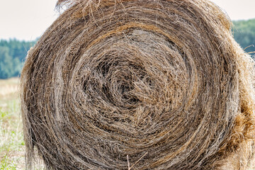 Bales of harvested flax in a summer field. Linum. Close-up. A plant from which oil and clothing are made. Important agricultural crop.