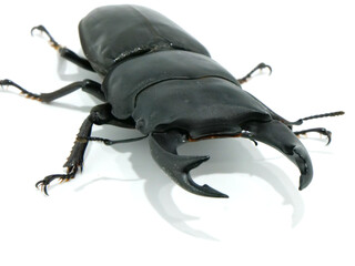 立派な顎のオオクワガタのオス