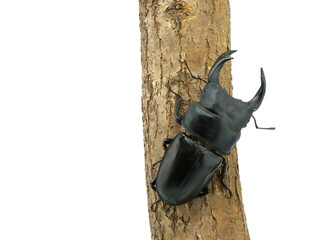 止まり木にとまったオオクワガタのオス