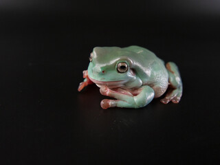 若いイエアメガエル