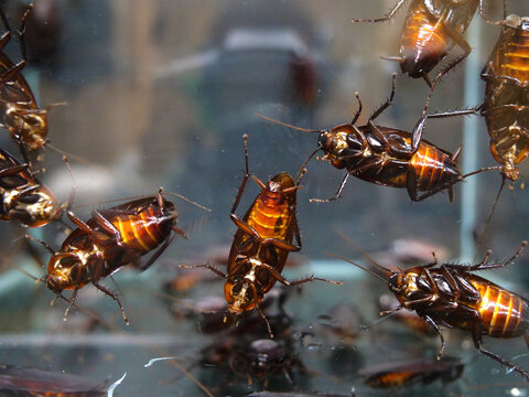 クロゴキブリ Images Browse 141 Stock Photos Vectors And Video Adobe Stock クロゴキブリ Images Browse 141 Stock Photos Vectors And Video Adobe Stock