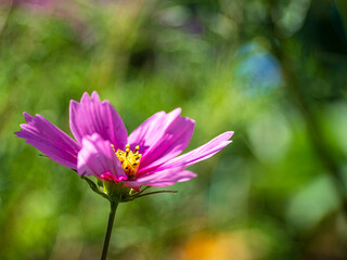 Purple garden flower with bokeh background