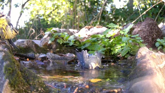 Blaumeisen baden