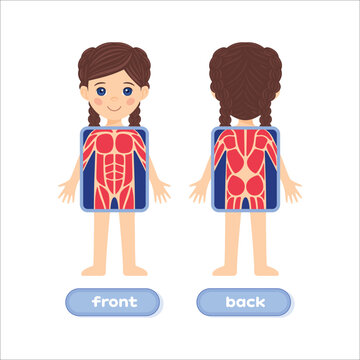 Cute Brunette Girl and the Human Muscular System. X-ray Screen. Front and Back view. Colorful Cartoon style. White background. Image for Anatomy lesson. Vector illustration for Education with Children