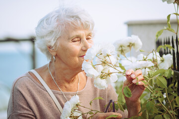 Elderly woman admiring beautiful bushes with colorful roses. Senior lady on a walk in the city...