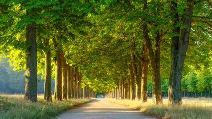 Avenue of Horse Chestnut Trees in the warm light of the rising sun - obrazy, fototapety, plakaty