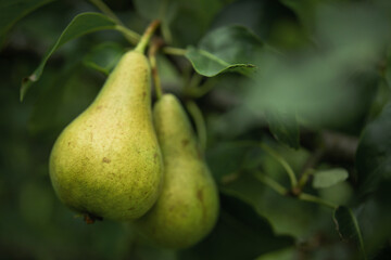 Closeup of pear tree in a farm garden.