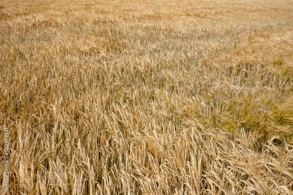 Sticker Graanveld - Grain field