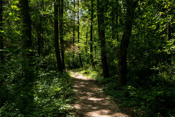 Fototapeta premium Nature reserve Wendelbos, Flevoland province, The Netherlands 