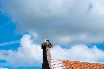 Storks on a roof in Elburg, Gelderland province, The Netherlands 