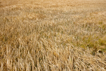 Graanveld - Grain field
