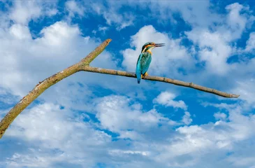 Wandaufkleber Kingfisher    IJsvogel © Holland-PhotostockNL
