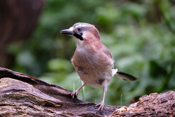 Gaai - Jay