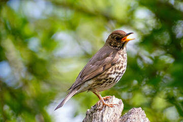 Zanglijster - Song Thrush