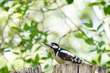 Grote bonte specht - Great spotted woodpecker