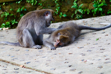 Monkeys relaxing and playing in the sun.