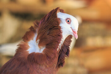 Capuchin Red Pigeon - rare breed dove