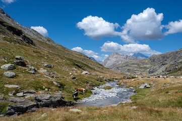 Fototapeta na wymiar Paysage de montagne du massif de la Vanoise dans les Alpes en France en été et du vallon de Savine