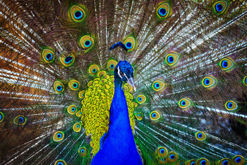 Fototapeta na wymiar Peacock showing his colorful tail, horizontal