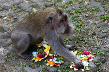 Monkeys eating and playing with flowers and leaves.