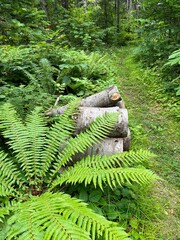 Large fern and logs by a woodland path