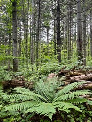 Large fern in a pine forest