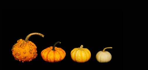 Banner with decorative small pumpkins of different varieties on a black background