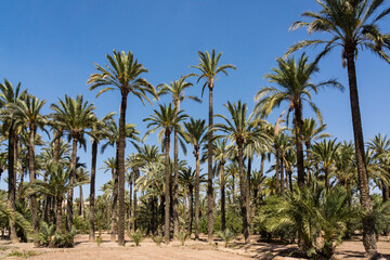 Fototapeta na wymiar Huerto del Pastoret ,Palmeral de Elche, Patrimonio de la Humanidad por la Unesco, comunidad Valenciana, Spain, Europe