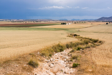 Obraz premium campo de cereales bajo un cielo de lluvia, Murcia, Spain