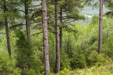 pino Salgareño, pinus nigra, Parque Natural de las Sierras de Cazorla, Segura y Las Villas , provincia de Jaén, Spain