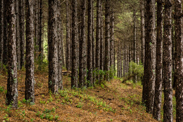 pino Salgareño, pinus nigra, Parque Natural de las Sierras de Cazorla, Segura y Las Villas , provincia de Jaén, Spain