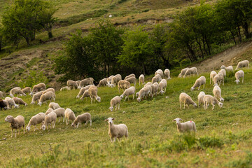 Obraz premium rebaño de ovejas segureñas, El Atunedo, parque natural sierras de Cazorla, Segura y Las Villas, Jaen, Andalucia, Spain