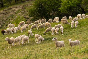 Fototapeta premium rebaño de ovejas segureñas, El Atunedo, parque natural sierras de Cazorla, Segura y Las Villas, Jaen, Andalucia, Spain