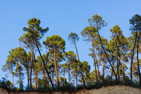 pinos laricio, pinus nigra Arnold, ruta del rio Borosa, parque natural sierras de Cazorla, Segura y Las Villas, Jaen, Andalucia, Spain