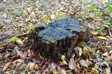 しっとり濡れた森の中の古い切株