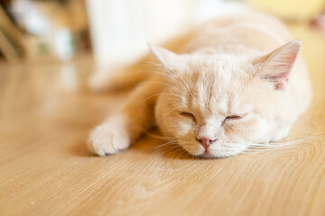 cat with his eyes closed. cat lies clasped and closed his eyes