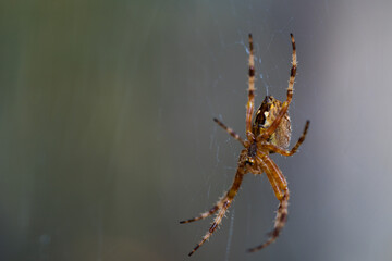 Close-up macro shot of a European cruciform garden spider, Araneus diadematus, sitting in a cobweb