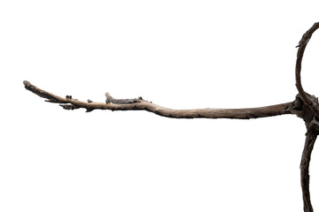 Dry branches, white background, png
