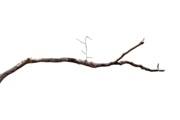 Dry branches, white background, png