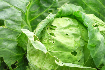 cabbage leaves spoiled by insects. cabbage cultivation and insect control concept