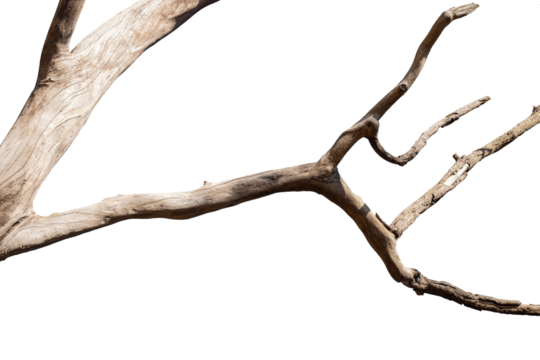 Dry branches, white background, png