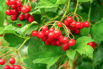 ripe viburnum berries grow on a viburnum bush. cultivation of viburnum concept