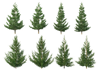 Obraz premium Many kinds of pine on a transparent background.