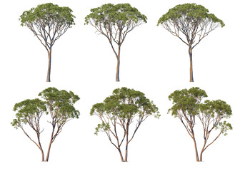Many kinds of pine on a transparent background.