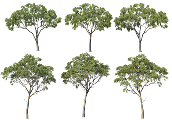 Many kinds of pine on a transparent background.