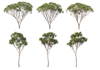 Many kinds of pine on a transparent background.