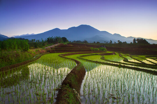 Beautiful morning view in Indonesia. Panorama of rice fields and terraces at sunrise